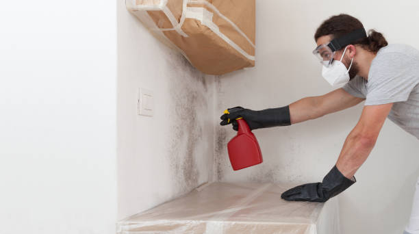 Professional Basement Mold Remediation technician working in Colts Neck, NJ